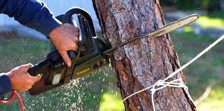 Reliable Churchville, PA  Tree Services Solutions