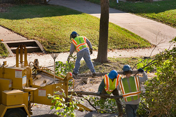 How Our Tree Care Process Works  in  Churchville, PA