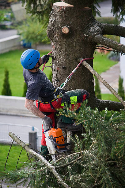 Best Tree Mulching Services  in Churchville, PA