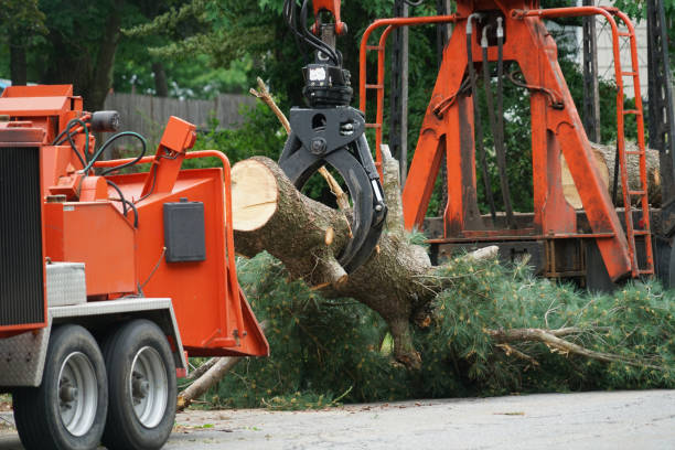 Best Stump Grinding and Removal  in Churchville, PA